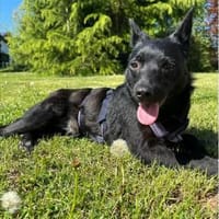 Tiziana - wartet in 66333 Völklingen, Hündin zur Adoption