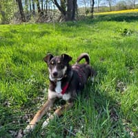 Elmo - junger Bursche sucht Familie!, Hund zur Adoption