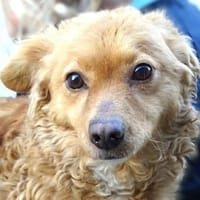 Wuschelchen MEDDY, Hündin zur Adoption