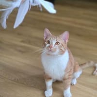 🌸Traumduo Elara & Gerry🌸HANDICAP, Kater zur Adoption