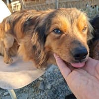 Titan, tapferer Herzensbrecher, ca. 1 Ja, Hund zur Adoption