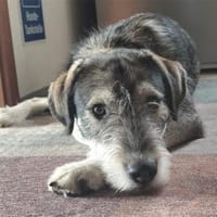 Carlos - wartet in 56754 Binningen, Hund zur Adoption