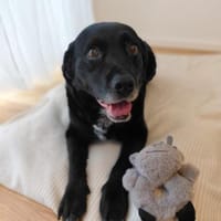 Elias, liebevoller Herzenshund, ca. 13 J, Hund zur Adoption