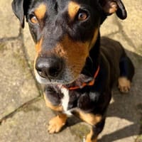 Jasper, fröhlicher Sonnenschein, ca. 3 J, Hund zur Adoption