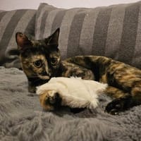 Wirbelwind Salsa sucht ein Zuhause, Katze zur Adoption
