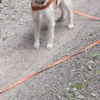 Lunetta - Lucy sucht ein neues Zuhause, Hündin zur Adoption