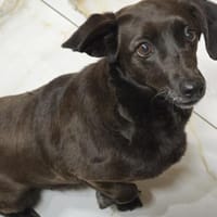 Paula - sucht ihr ruhiges Glück!, Hündin zur Adoption