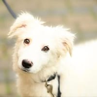 Gaia im Tierheim Lüdinghausen, Hündin zur Adoption