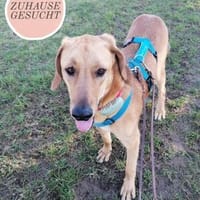 Lieber Rüde LUI sucht seine Familie❤, Hund zur Adoption