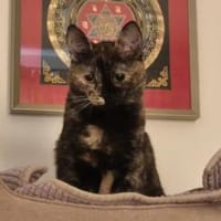 Mora - Kleine Schnurri sucht Familie, Katze zur Adoption