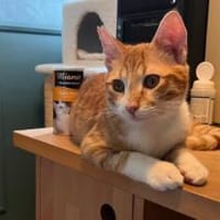 Cassian, junger Wirbelwind, ca. 8 Monate, Kater zur Adoption