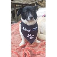 Tabasco - wartet in 59199 Bönen, Hund zur Adoption