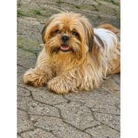 Carla - wartet in 97440 Werneck, Hündin zur Adoption