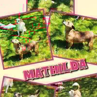 sehr liebe kleine Mathilda auf PS 90562, Hündin zur Adoption