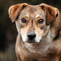 Liebevolle Heidi sucht ihre Menschen, Hündin zur Adoption