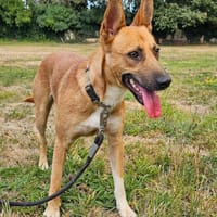 engagierter Jorge will gesehen werden, Hund zur Adoption