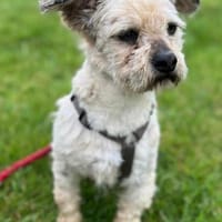 Elvis  Ein kleiner Charakterkopf, Hund zur Adoption