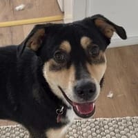 AARNE sucht erfahrenes Zuhause, Hund zur Adoption