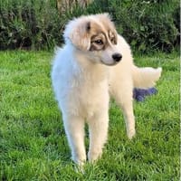 Diana - wartet in 76437 Rastatt, Hündin zur Adoption