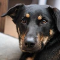 Intelligente Fanny sucht ihr Zuhause, Hündin zur Adoption