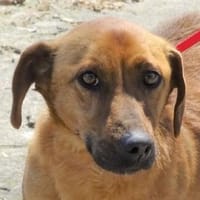 Kleiner PASHA sucht Zuhause, Hund zur Adoption