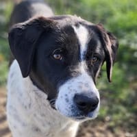 Sophia - eine aufgeweckte Begleiterin, Hündin zur Adoption