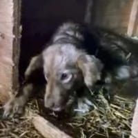 Foxa 33 cm (Pflegestelle), Hündin zur Adoption