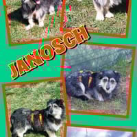 lieber kleiner Janosch auf PS 90562, Hund zur Adoption