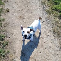 Traum Jack Russll Raton sucht Körbchen, Hund zur Adoption