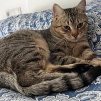 Pachi Verschmuster Tiger sucht Familie, Kater zur Adoption