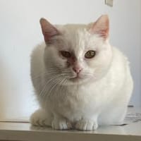 Flocke, Katze zur Adoption