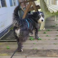 Benji - Schüchterner Prinz Charming, Hund zur Adoption