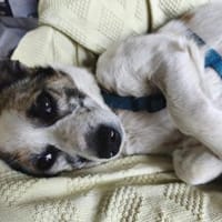 Tommy - kleiner Kuschelprinz mit Herz, Hund zur Adoption