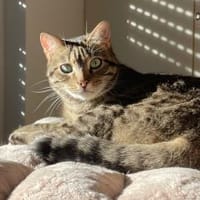 Willy, Kater zur Adoption