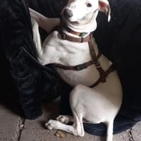 Galgomixjunge Pinto sucht sein Glück, Hund zur Adoption