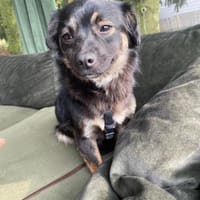 Enya  🐾❤ auf PS in 15345 Rehfelde, Hündin zur Adoption