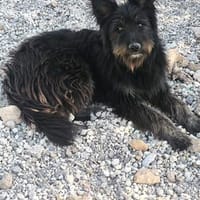 Valentino, Hund zur Adoption