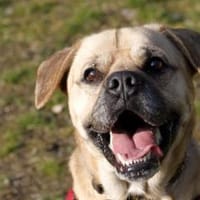 Spike, Dickkopf sucht Führung, Hund zur Adoption