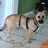Ricco sucht Tierschutzhunde-Menschen, Hund zur Adoption