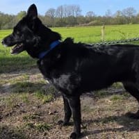 Abby - Notfellchen sucht Familie, Hündin zur Adoption