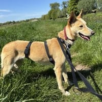 Sanfte  💕Violeta💕 sucht Familie, Hündin zur Adoption