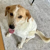 Traumhund Doby - bereits in Deutschland!, Hund zur Adoption