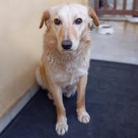 Felice -eine stille und ganz feine Seele, Hündin zur Adoption