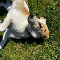 Luna - in Deutschland, Hündin zur Adoption