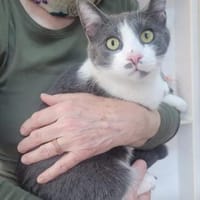 Mark Sanfter Kater sucht tolle Familie, Kater zur Adoption