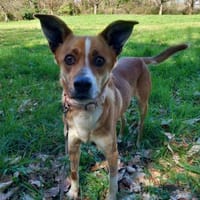 Trufito,unsere liebe Feldermaus, Hund zur Adoption