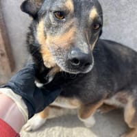 ❤🐾 LENi, unser kleiner Wirbelwind, Hündin zur Adoption