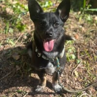 Pöfi, liebevolles Herzchen, ca. 8 Monate, Hündin zur Adoption