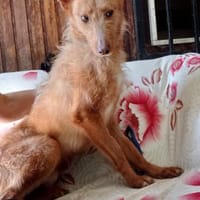 Tom(Tano ) möchte glücklich werden, Hund zur Adoption