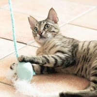 Mats, kuschelige Frohnatur, ca.10 Monate, Kater zur Adoption